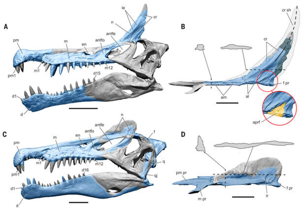 Сравнение черепов S. mirabilis (А, B) и S. aegyptiacus (С, D): реконструкции черепов выполнены на основе черепа близкородственного спинозаврида ирритатора