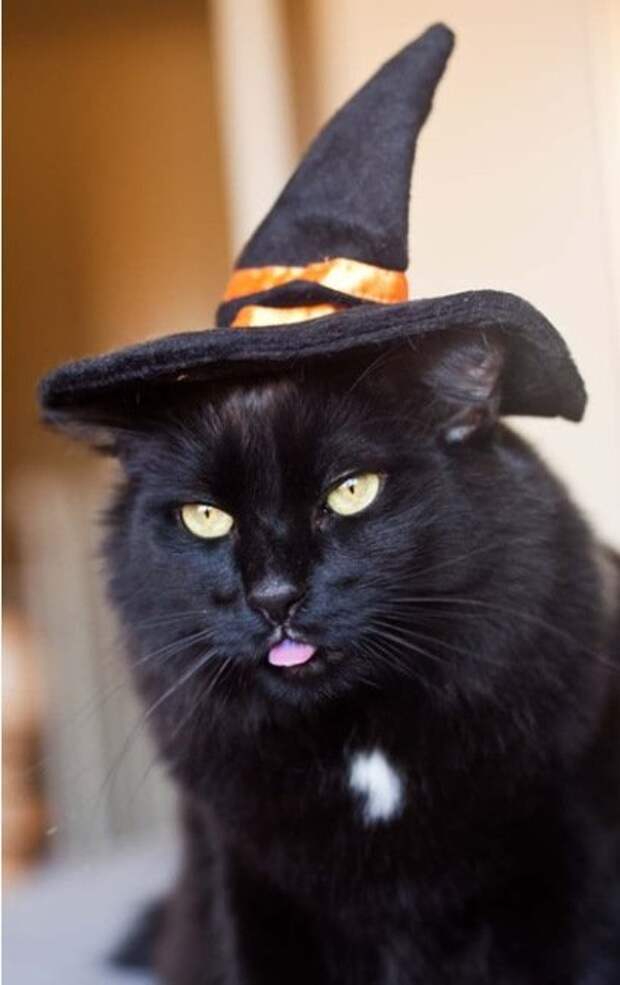 Забавные кошки в ведьминских шляпах (12 фото)