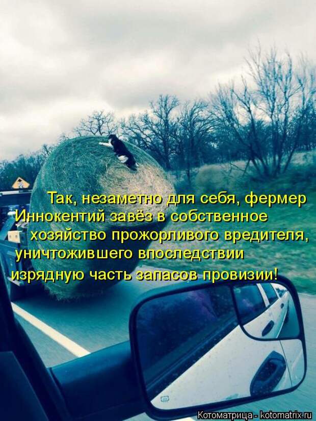 Котоматрица: Так, незаметно для себя, фермер  Иннокентий завёз в собственное  хозяйство прожорливого вредителя,  уничтожившего впоследствии  изрядную ч