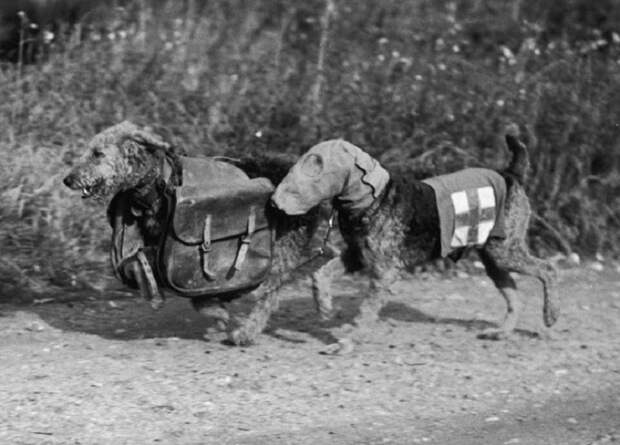 Два терьера тренировочного лагеря в Англии. Одна собака несет специальный противогаз, а другая медикаменты для раненого солдата. 
