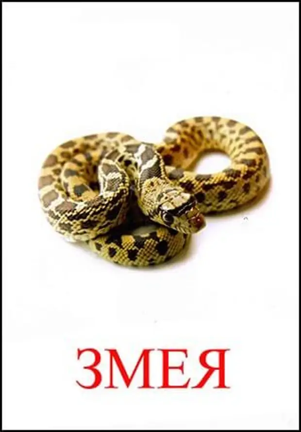 Как будет по английскому змей