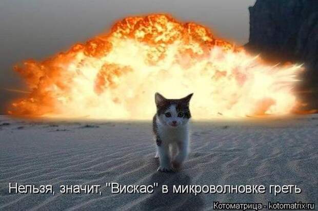 Лучшие котоматрицы недели