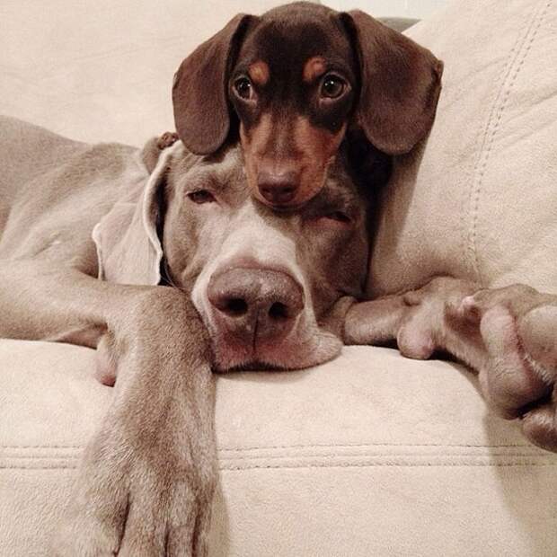 Пёс, Харлоу, дружба,собаки,  Harlow and Indiana,Harlow and Sage 