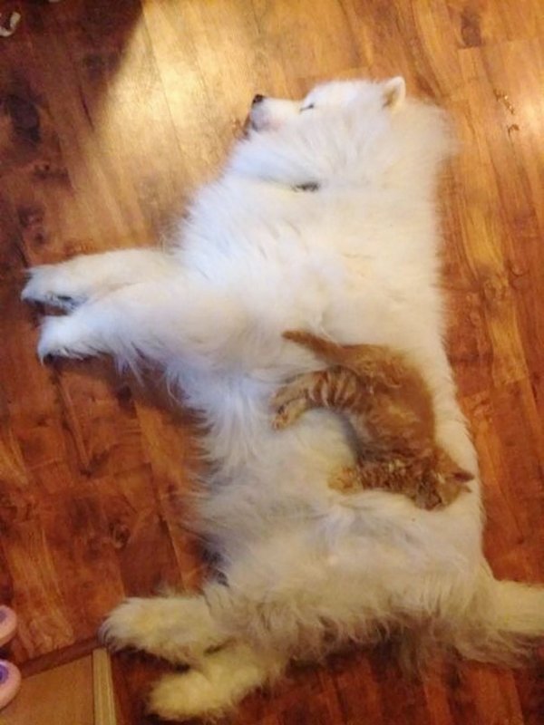 Кот на собаке Кот на собаке