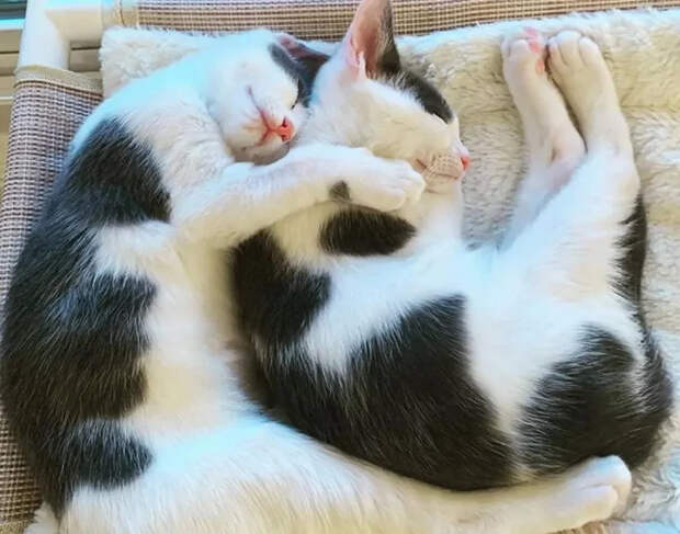 Без кота и жизнь не та