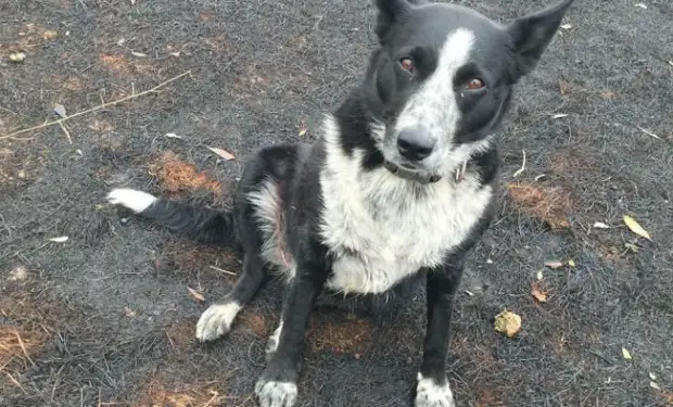 Собака собрала овец и вела их несколько часов. Люди удивились, а потом увидели лесной пожар