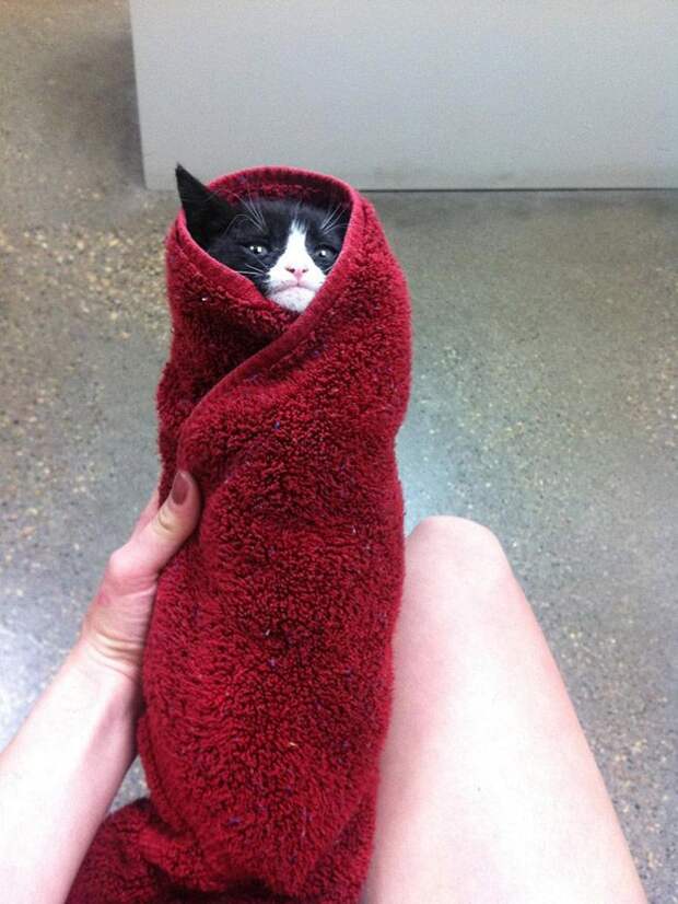Кошачья шаурма кот, шаурма, юмор