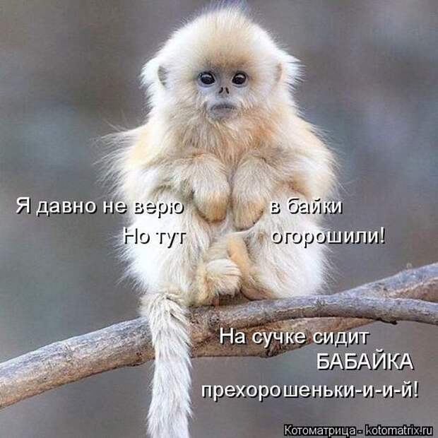 Лучшие котоматрицы недели