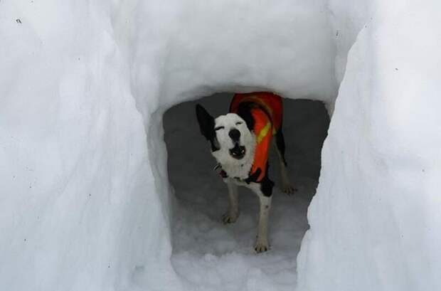 Поисковая собака за 30 секунд спасла оператора из-под снежного завала в мире, видео, животные, люди, собака, спасение