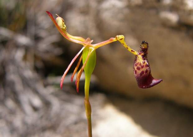 Орхидея Drakaea glyptodon