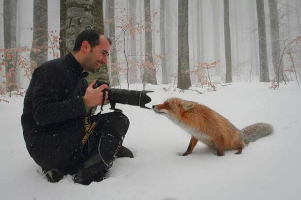 лиса и фотограф