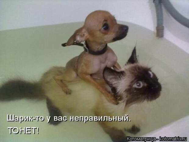 Котоматрица свежак (36 шт)