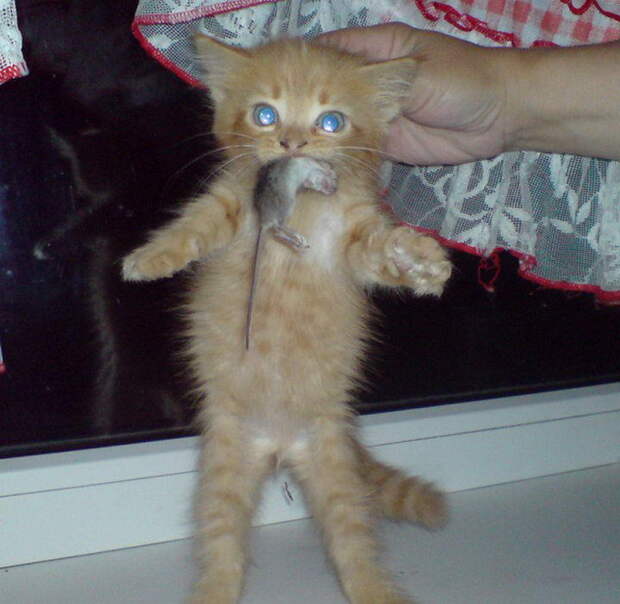 Приколы с котами. часть 12 (29 фото)