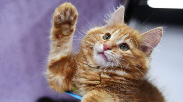 Как понять, что ваша кошка заболела: четыре ярких признака