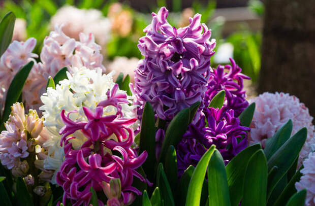 Весна — любимая пора садоводов, время молодой сочной зелени и первых ярких красок в цветниках
