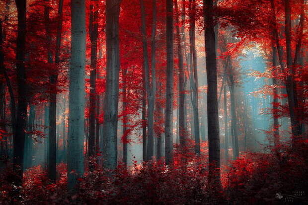Роскошный осенний лес в фотографиях Ildiko Neer