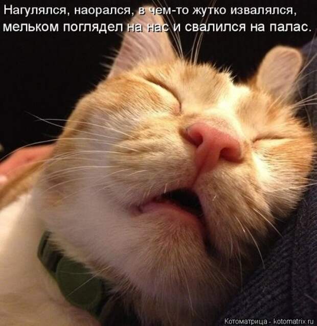 Отличная котоматрица для поднятия настроения (40 фото)