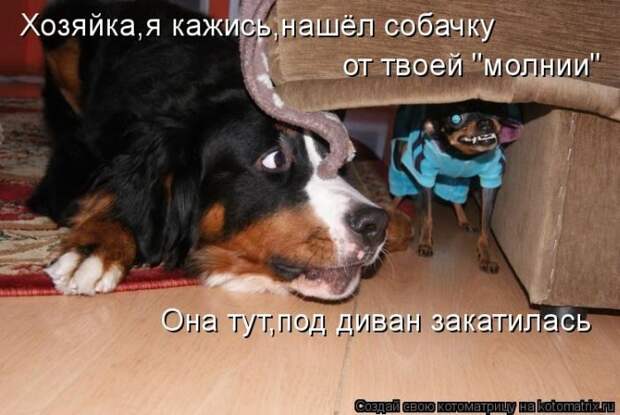 Лучшие котоматрицы недели
