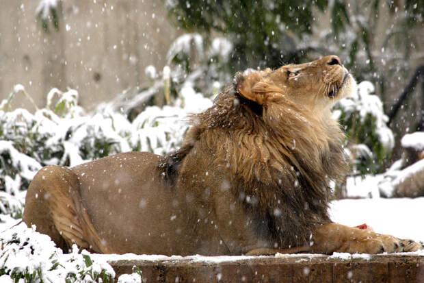 Снежный лев