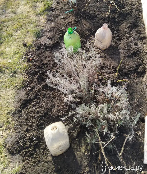 Реанимация роз и ранняя посадка новых.