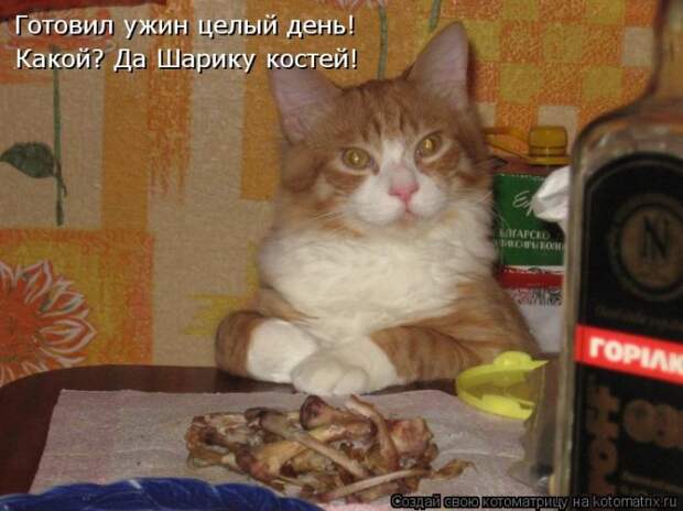 Клёвые отрывные котоматрицы (30 фото)