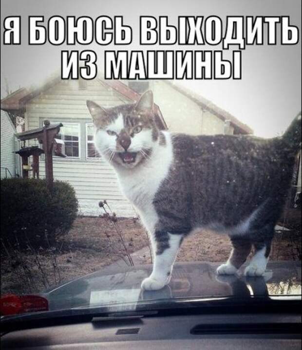 Смехотерапия Писца. Закаляйся!