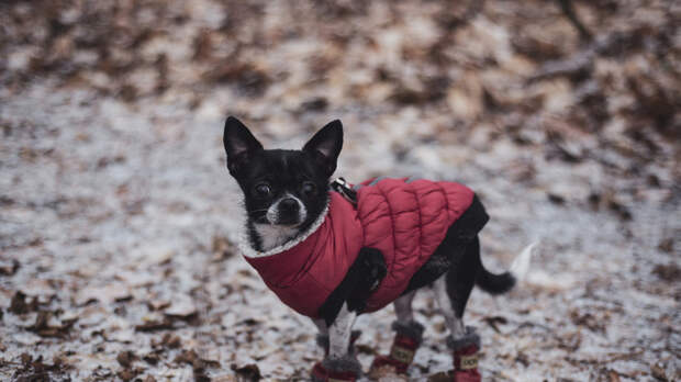 Ветеринар Шеляков: небольшие прогулки нужны собакам даже в мороз