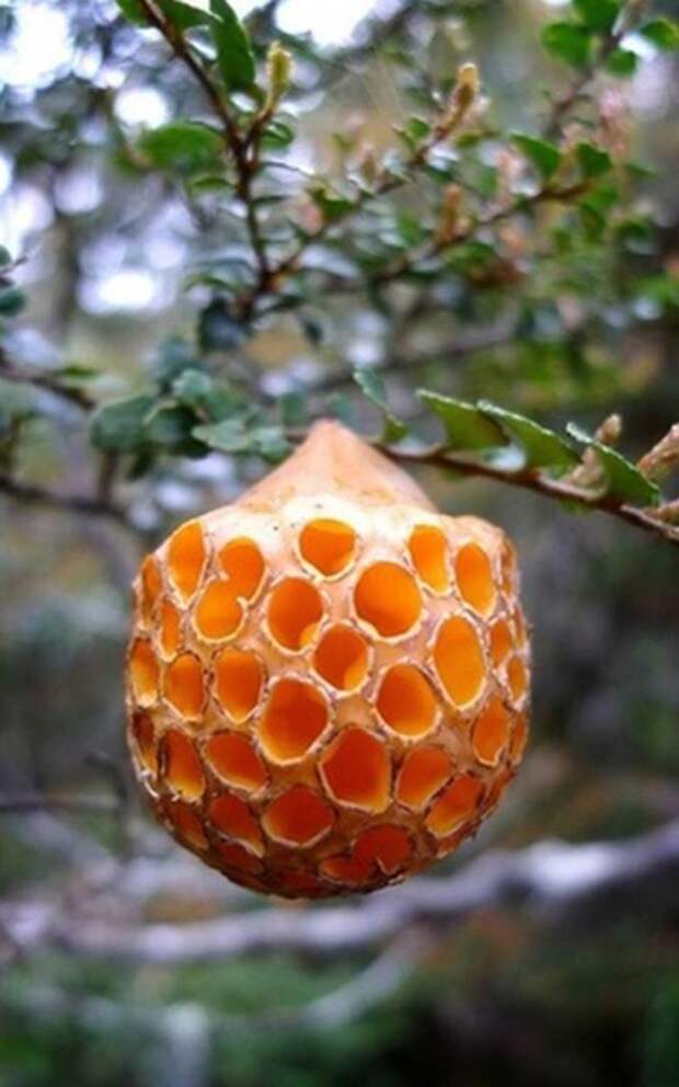 23. Буковый апельсин / Cyttaria gunnii грибы, факты, это интересно