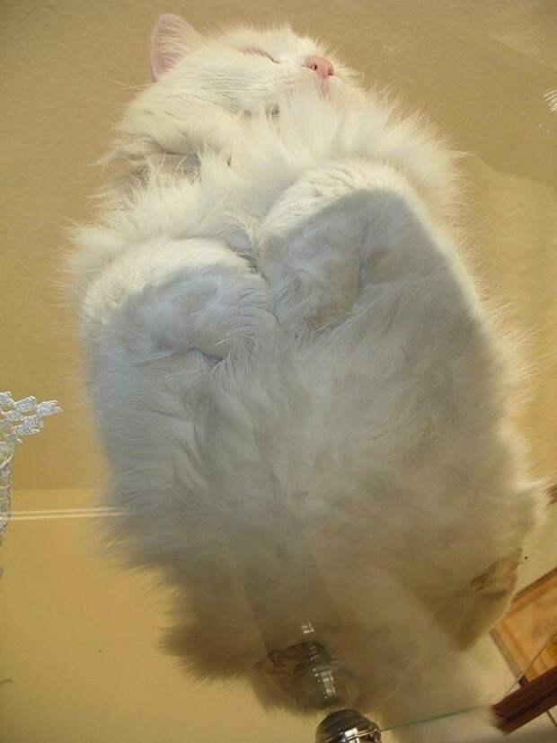 кошка сидит на стеклянном столике 