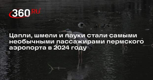 Цапли, шмели и пауки стали самыми необычными пассажирами пермского аэропорта в 2024 году