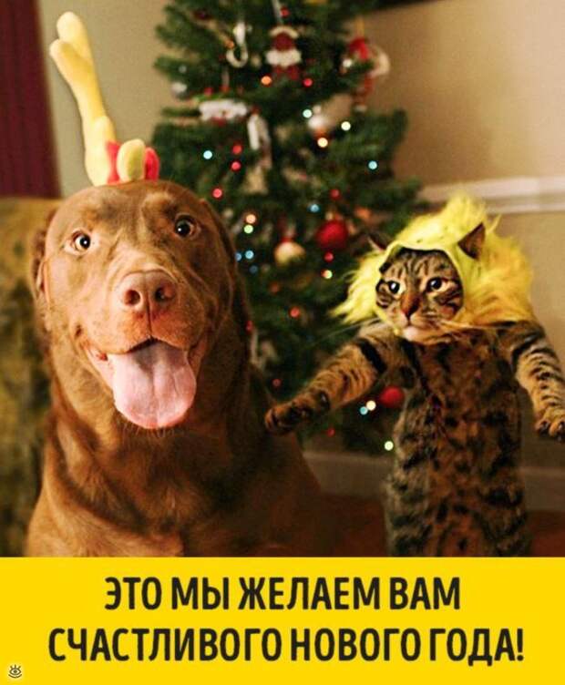 Животные, готовые к Новому году 13