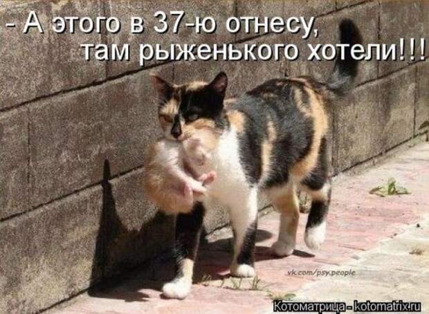 котоматрицы (50 фото)