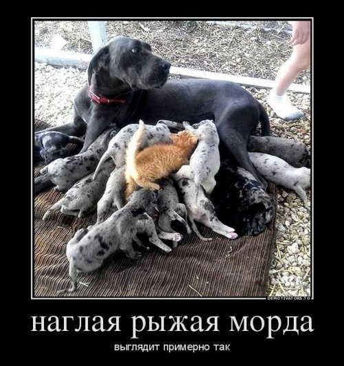 Прикольные демотиваторы - Смех и грех