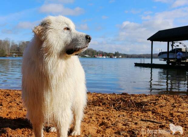 Great Pyrenees