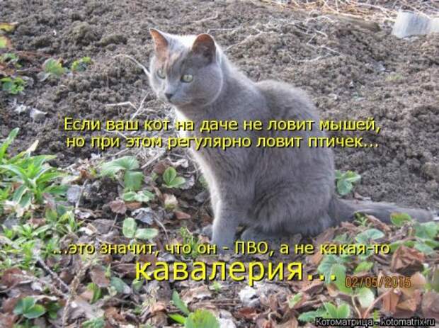 Котоматрица на Бугаге (37 фото)