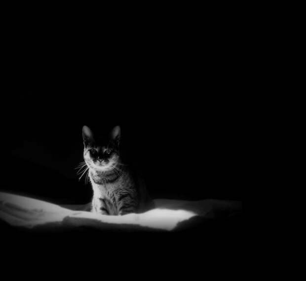 черно белые фотографии кошек (28)