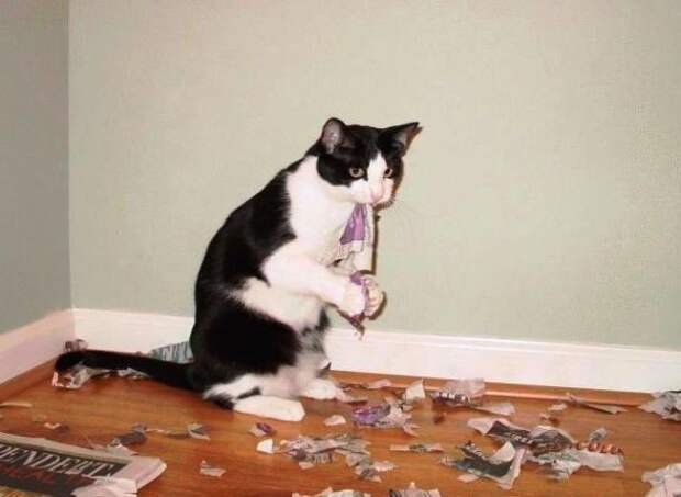 Котострофа коты, один дома