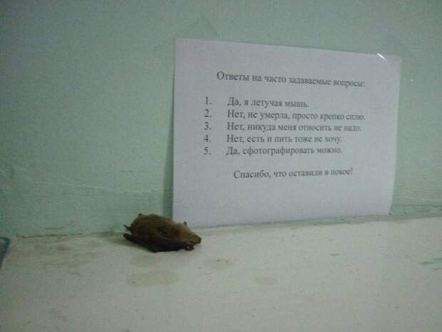 Подъездная переписка соседей