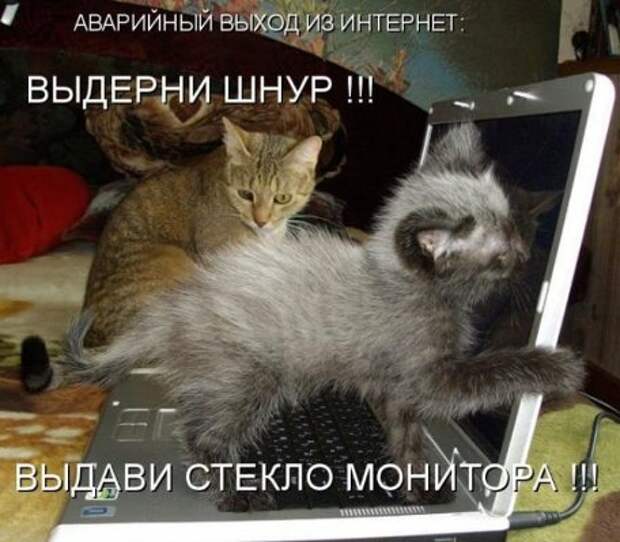 Животные мысли вслух Животные мысли вслух
