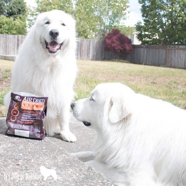 One of the first things I'm always asked about Great Pyrenees is, "How much do they eat?" Today, I'm answering that question and giving my recommendation for the perfect food.