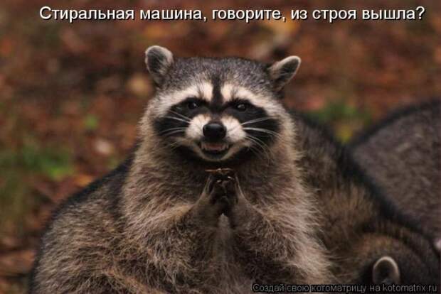 Без кота жизнь не та (36 фото)