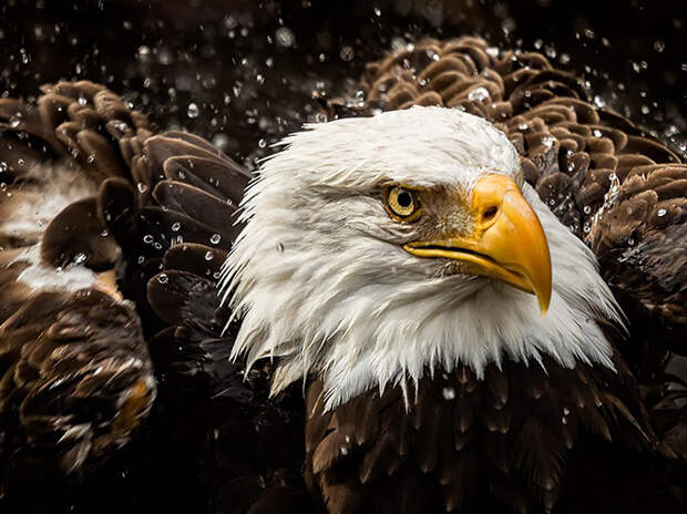 Лучшие фотографии National Geographic в апреле 2015 года