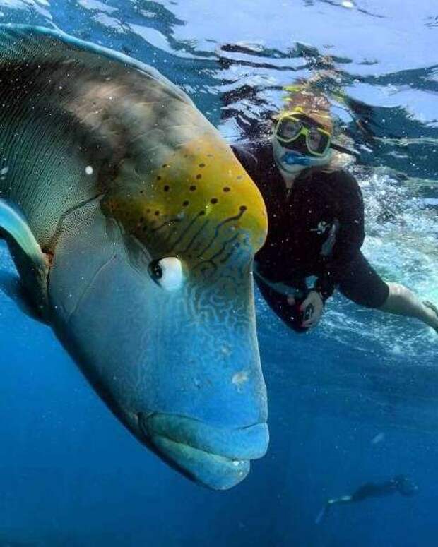 Юмор в фотографиях Юмор в фотографиях