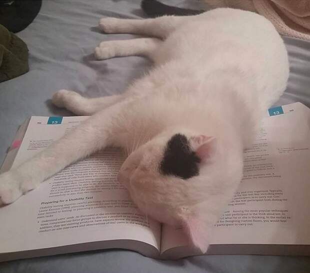When a cat is around, you can forget about studying.