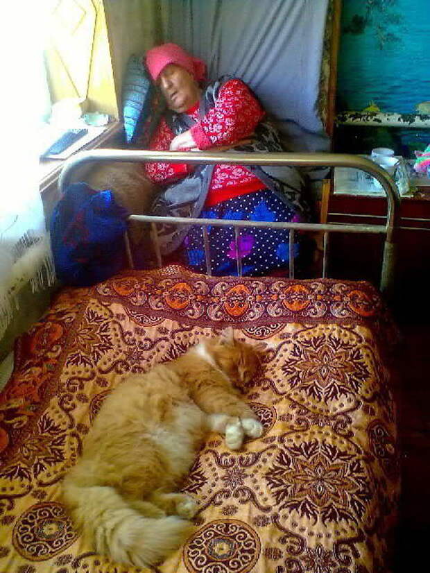 Приколы с котами. часть 12 (29 фото)