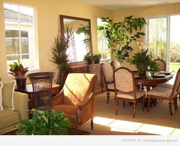 растения в гостиной