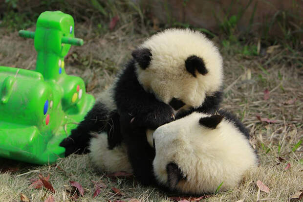 Детский сад для панд — самое милое место на свете