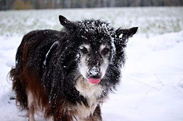 Приюту для собак нужна помощь добровольцев из района Сокол в уборке снега