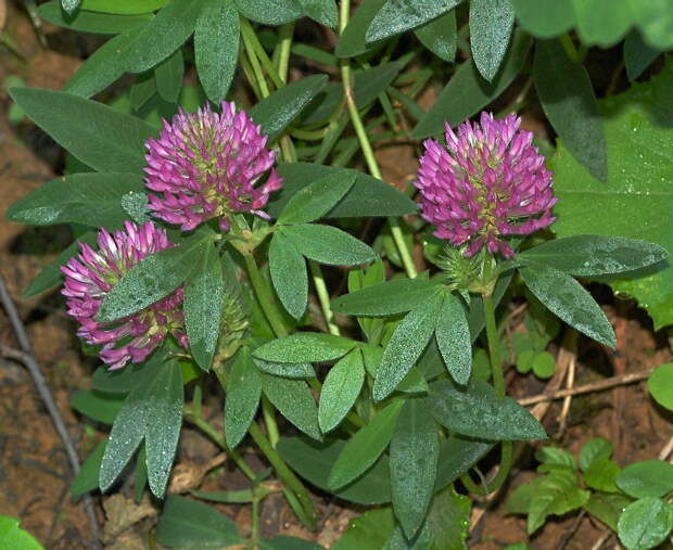 Клевер средний - Trifolium medium - Изображение растения - П…