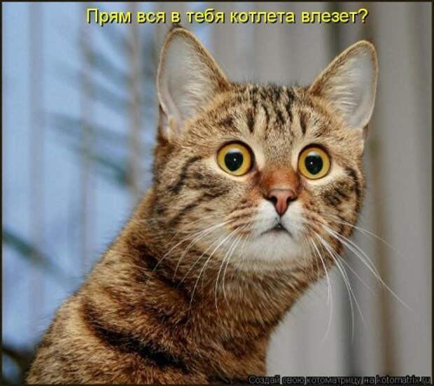 Прикольные котоматрицы. Весёлые коты